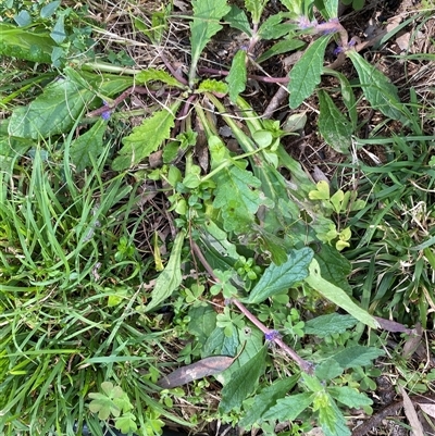 Unverified Other Wildflower or Herb at Broke, NSW - 15 Aug 2025 by RoyP