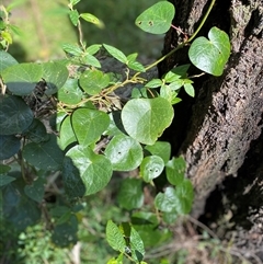 Unverified Climber or Mistletoe at Broke, NSW - 15 Aug 2025 by RoyP