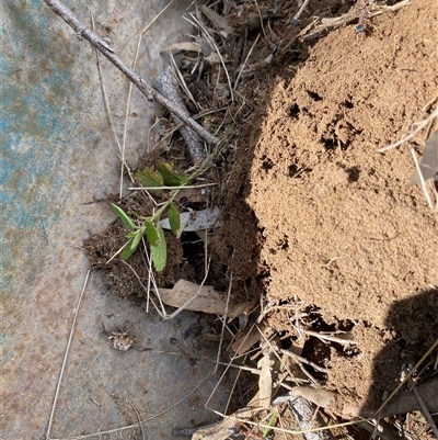 Myrmecia nigriceps (Black-headed bull ant) at Broke, NSW - 15 Aug 2025 by RoyP
