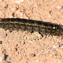 Apina callisto (Pasture Day Moth) at Weetangera, ACT - 15 Aug 2025 by Thurstan