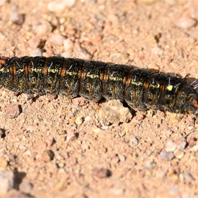 Apina callisto (Pasture Day Moth) at Weetangera, ACT - 15 Aug 2025 by Thurstan