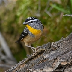 Pardalotus punctatus (Spotted Pardalote) at Weetangera, ACT - 15 Aug 2025 by Thurstan