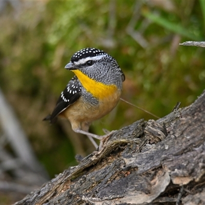 Pardalotus punctatus (Spotted Pardalote) at Weetangera, ACT - 15 Aug 2025 by Thurstan