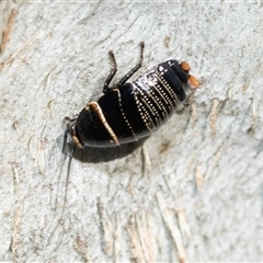 Ellipsidion australe (Austral Ellipsidion cockroach) at Wanniassa, ACT - 12 Aug 2025 by AlisonMilton