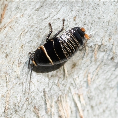 Ellipsidion australe (Austral Ellipsidion cockroach) at Wanniassa, ACT - 12 Aug 2025 by AlisonMilton