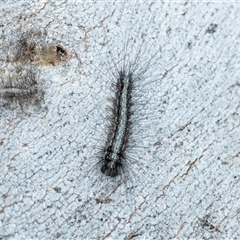 Anestia (genus) (A tiger moth) at Wanniassa, ACT - 12 Aug 2025 by AlisonMilton