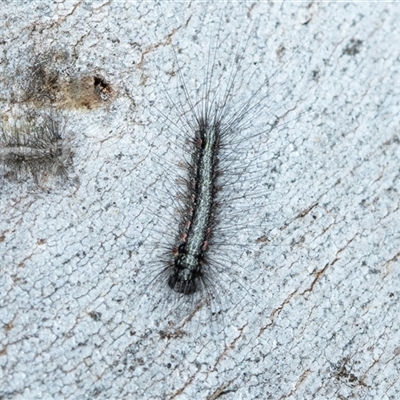 Anestia (genus) (A tiger moth) at Wanniassa, ACT - 12 Aug 2025 by AlisonMilton