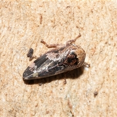 Eurypella tasmaniensis (Eurypella tasmaniensis) at Wanniassa, ACT - 12 Aug 2025 by AlisonMilton