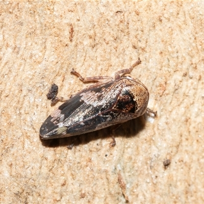Eurypella tasmaniensis (Eurypella tasmaniensis) at Wanniassa, ACT - 12 Aug 2025 by AlisonMilton
