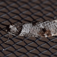 Lepidoscia heliochares (Lepidoscia heliochares) by DianneClarke