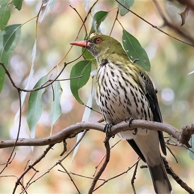Oriolus sagittatus (Olive-backed Oriole) at Splitters Creek, NSW - 15 Aug 2025 by KylieWaldon