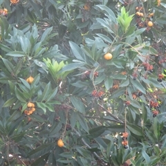 Rhysotoechia robertsonii at Mossman, QLD - 24 Nov 2018 by JasonPStewart