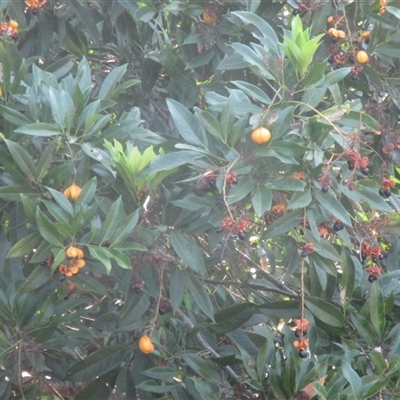 Rhysotoechia robertsonii at Mossman, QLD - 24 Nov 2018 by JasonPStewart