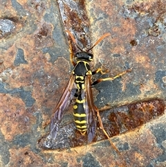 Polistes (Polistes) chinensis (Asian paper wasp) at Whitlam, ACT - 13 Aug 2025 by SteveBorkowskis