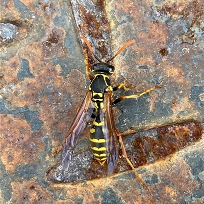 Polistes (Polistes) chinensis (Asian paper wasp) at Whitlam, ACT - 13 Aug 2025 by SteveBorkowskis