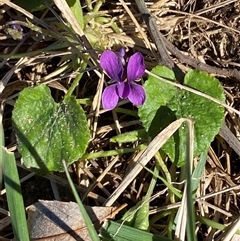 Viola odorata (Sweet Violet, Common Violet) at Weston, ACT - 12 Aug 2025 by SteveBorkowskis