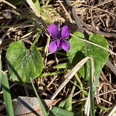 Viola odorata (Sweet Violet, Common Violet) at Weston, ACT - 12 Aug 2025 by SteveBorkowskis