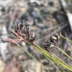 Schoenus ericetorum (Heathy Bog-sedge) at Sassafras, NSW - 13 Aug 2025 by JaneR