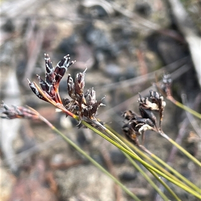 Schoenus ericetorum (Heathy Bog-sedge) at Sassafras, NSW - 13 Aug 2025 by JaneR