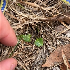 Veronica calycina (Hairy Speedwell) at Mount Clear, ACT - 15 Aug 2025 by JamesVandersteen