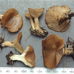 Singerocybe clitocyboides at Macquarie, ACT - 13 Jul 2025 by Heinol