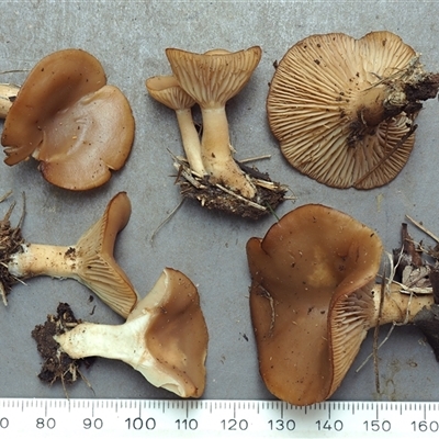Singerocybe clitocyboides at Macquarie, ACT - 13 Jul 2025 by Heinol