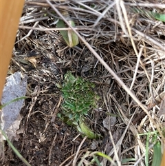 Carduus nutans (Nodding Thistle) at Mount Clear, ACT - 15 Aug 2025 by JamesVandersteen