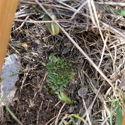 Carduus nutans (Nodding Thistle) at Mount Clear, ACT - 15 Aug 2025 by JamesVandersteen