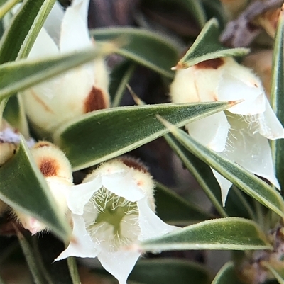 Melichrus urceolatus (Urn Heath) at Crowther, NSW - 15 Aug 2025 by Frecko