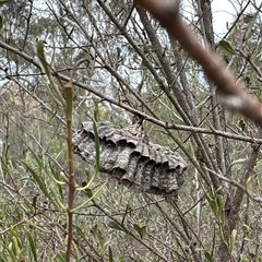 Polistes sp. (genus) (Unidentified paper wasp) at Hackett, ACT - 15 Aug 2025 by Louisab
