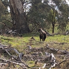 Osphranter robustus robustus (Eastern Wallaroo) at Crowther, NSW - 15 Aug 2025 by Frecko