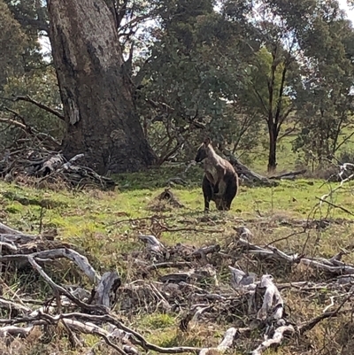 Osphranter robustus robustus (Eastern Wallaroo) at Crowther, NSW - 15 Aug 2025 by Frecko