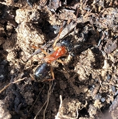 Camponotus nigriceps (Black-headed sugar ant) at Crowther, NSW - 15 Aug 2025 by Frecko