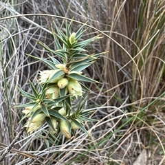 Melichrus urceolatus (Urn Heath) at Hackett, ACT - 15 Aug 2025 by Louisab