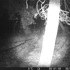 Vombatus ursinus (Bare-nosed Wombat, Common wombat) at Crowther, NSW - 30 Jul 2025 by Frecko