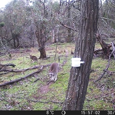Macropus giganteus (Eastern Grey Kangaroo) at Crowther, NSW - 30 Jul 2025 by Frecko