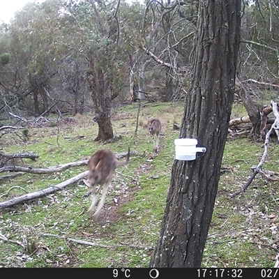 Macropus giganteus (Eastern Grey Kangaroo) at Crowther, NSW - 2 Aug 2025 by Frecko