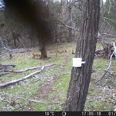 Vulpes vulpes (Red Fox) at Crowther, NSW - 1 Aug 2025 by Frecko