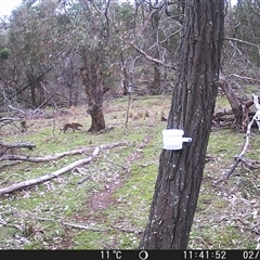 Vulpes vulpes (Red Fox) at Crowther, NSW - 2 Aug 2025 by Frecko