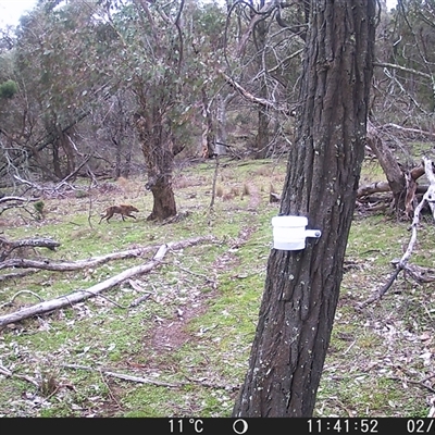 Vulpes vulpes (Red Fox) at Crowther, NSW - 2 Aug 2025 by Frecko