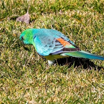 Psephotus haematonotus (Red-rumped Parrot) at Wanniassa, ACT - 12 Aug 2025 by AlisonMilton