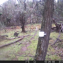 Wallabia bicolor (Swamp Wallaby) at Crowther, NSW - 27 Jul 2025 by Frecko