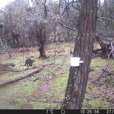 Wallabia bicolor (Swamp Wallaby) at Crowther, NSW - 27 Jul 2025 by Frecko