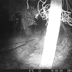 Wallabia bicolor (Swamp Wallaby) at Crowther, NSW - 29 Jul 2025 by Frecko