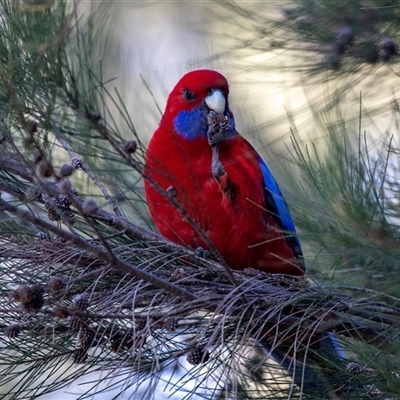 Platycercus elegans (Crimson Rosella) at Wanniassa, ACT - 12 Aug 2025 by AlisonMilton