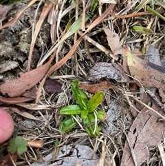Epilobium billardiereanum (Willowherb) at Mount Clear, ACT - 15 Aug 2025 by JamesVandersteen
