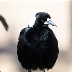 Gymnorhina tibicen (Australian Magpie) at Greenway, ACT - 12 Aug 2025 by AlisonMilton