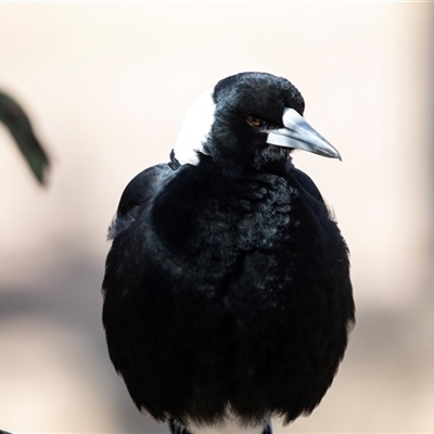 Gymnorhina tibicen (Australian Magpie) at Greenway, ACT - 12 Aug 2025 by AlisonMilton