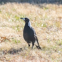 Gymnorhina tibicen (Australian Magpie) at Greenway, ACT - 12 Aug 2025 by AlisonMilton