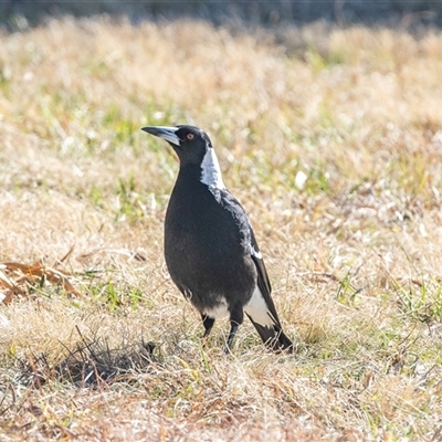 Gymnorhina tibicen (Australian Magpie) at Greenway, ACT - 12 Aug 2025 by AlisonMilton